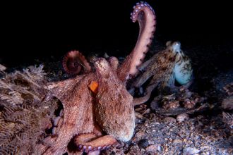 Octopuses have eight options to choose from when it comes to using their arms, but new research reveals they tend to have favourites depending on the task at hand (or suction cup, in this case). Overseas researchers looked at videos of wild octopuses in the Caribbean and Spain. They found octopuses tend to use their front four arms to explore their surroundings, while the rear arms are more likely to be used for moving around. The findings are some of the first to show octopuses engaging in behaviour that is currently only well known in primates, rodents, and fish.