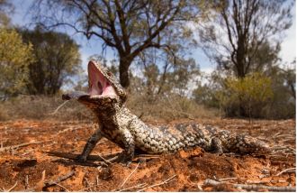 Australian 'sleepy lizards' respond to the smell of approaching bushfires to flee to safety, but ignore the sound of flames. New research confirms this life-saving ability is innate, not learned - suggesting millions of years of evolution have hardwired these reptiles to escape this deadly natural threat.