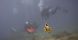 Clownfish with scuba divers in Leyte, Philippines.