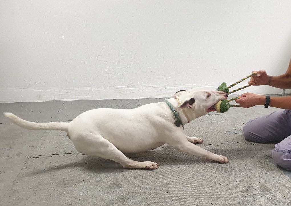 A bullterrier during tug-of-war play. Credit: Alja Mazzini.