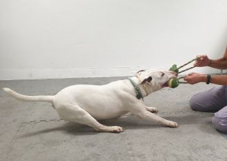 Some dogs could be addicted to their toys the same way people are addicted to gambling and internet gaming, according to international researchers who add that more research is needed to determine if this negatively impacts their welfare. The team looked at the behaviour of 105 dogs who were all described by their owners as motivated to play with toys. Each dog selected a toy at the beginning of the test, then researchers tested how the dogs interacted with the toy, their owner, and what happened when the toy was removed. They found 33 dogs exhibited addictive-like behaviours, including being excessively fixated on their toy, showing a lack of interest in alternatives to their toy such as food or playing with their owner, making persistent efforts to access their toy when it was unavailable, and being unable to calm down for 15 minutes after all toys were removed.