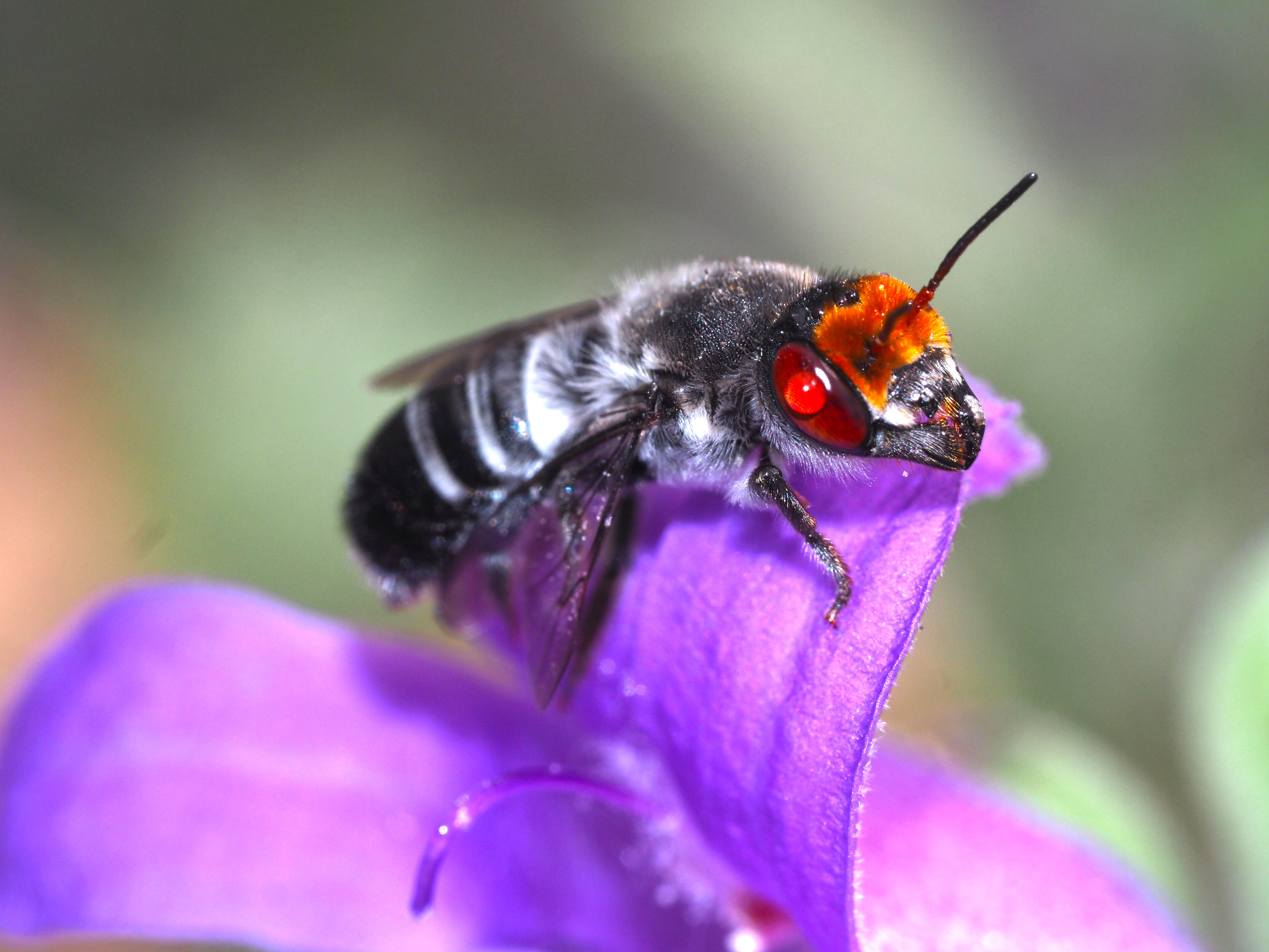 The Megachile aufrions bee species. Picture: Kit Prendergast