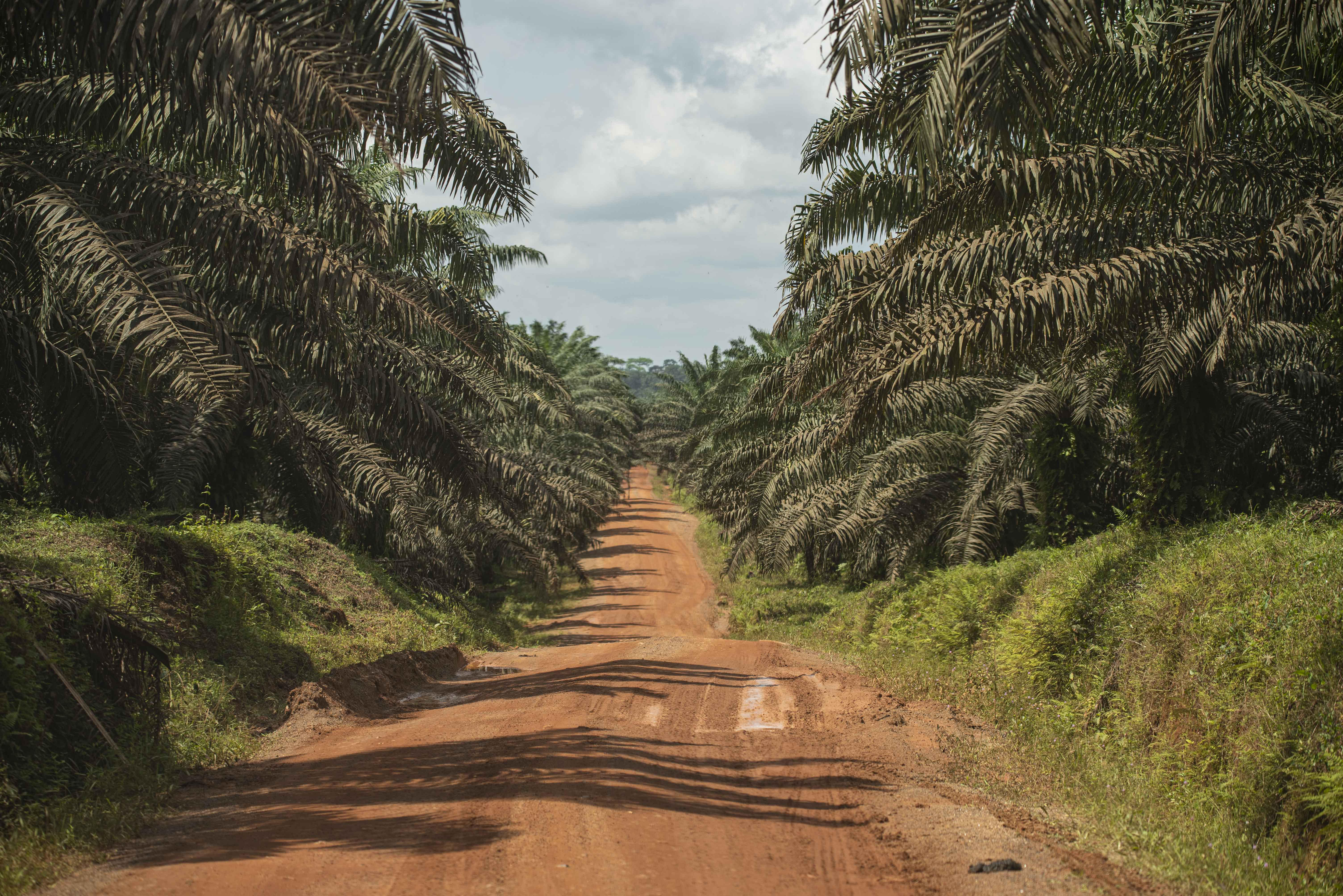 Palm oil site CREDIT: Erik Meijaard
