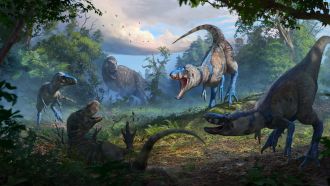 A pack of Nanotyrannus brazenly attacks a juvenile T. rex
