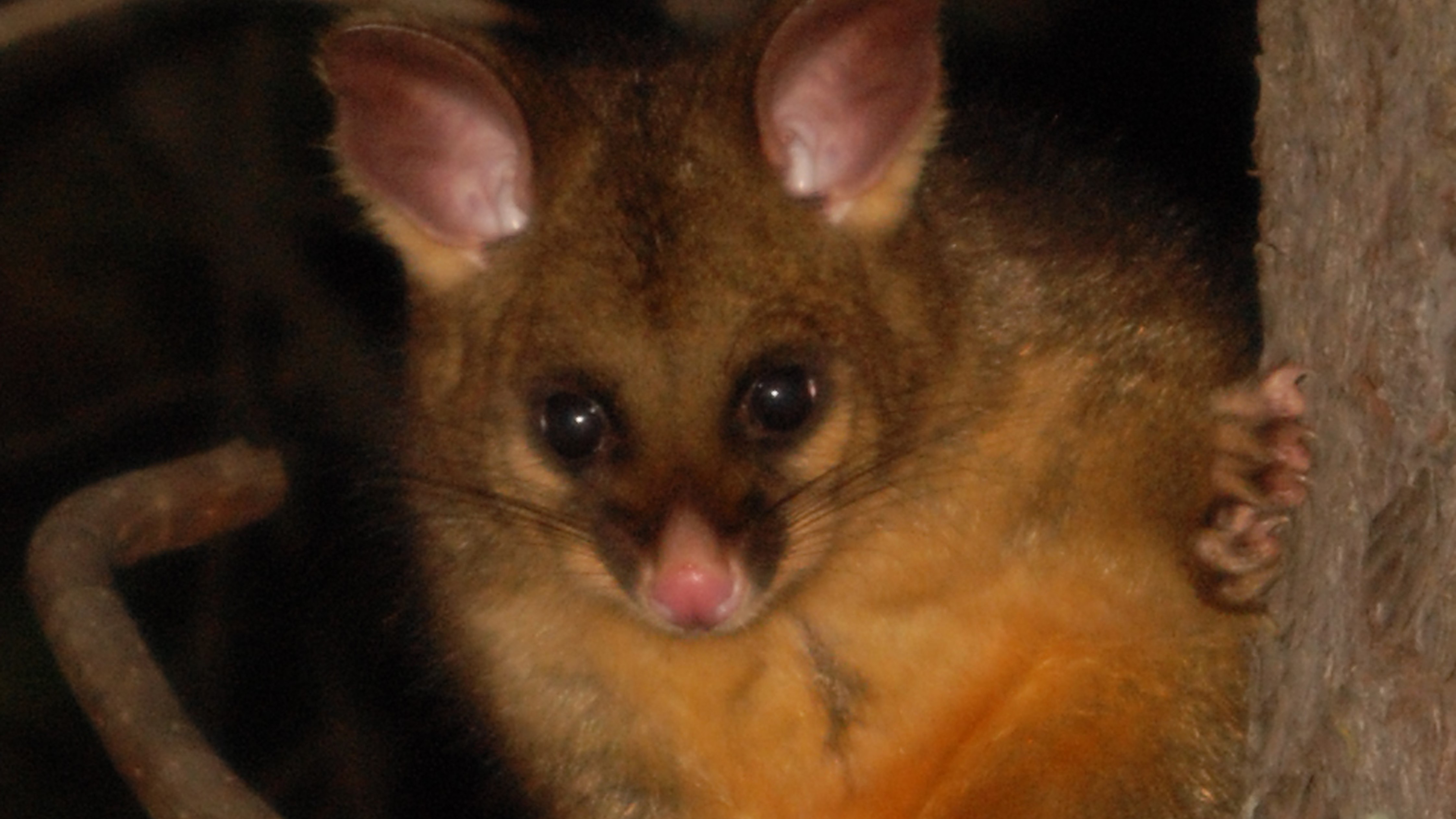 Common Brushtail Possum. Photo credit: University of Melbourne