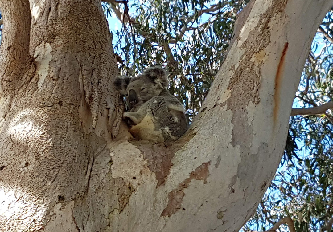Professor Salit Kark