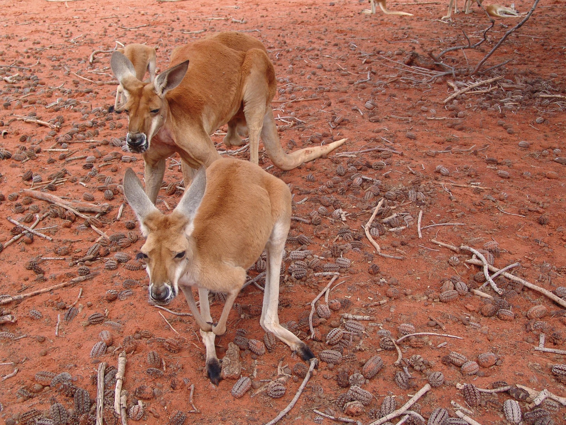 Kangaroos have become one of Australia's most famous native animals. Image by Gaby Stein from Pixabay