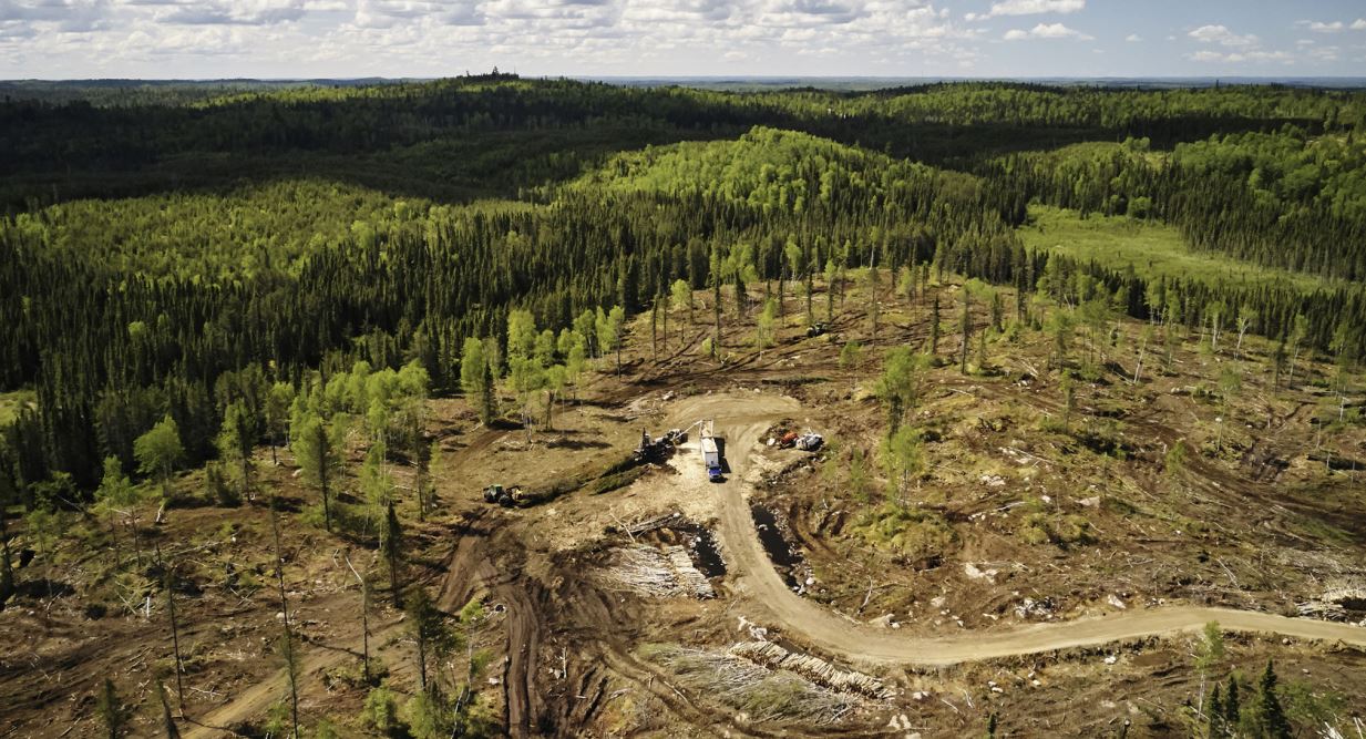A clearcut forest in northwest Ontario, Canada / Credit - image supplied