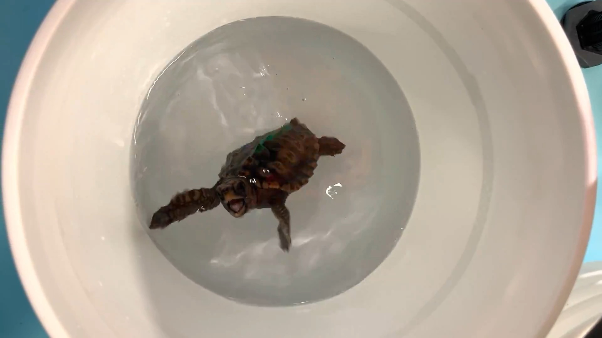 A young loggerhead turtle 'dancing' (tilting its body, opening its mouth and waggling its front flippers) in response to a magnetic field it has learned to associate with food. Photo credit: Alayna Mackiewicz