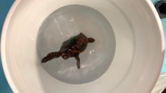 Baby loggerhead turtles have been trained by researchers to 'dance' in specific magnetic fields in an effort to work out exactly how they use these magnetic fields to navigate vast distances. The researchers wanted to see whether the turtles could 'feel' or 'see' the Earth's magnetic field. So they taught young loggerhead turtles to 'dance' in a specific magnetic field. They then used a strong magnetic pulse to temporarily disrupt any ability to feel the magnetic field and watched to see if the zapped hatchlings stopped dancing. Sure enough, after being zapped, the turtles danced less, suggesting that they were feeling the magnetic field, rather than seeing it.