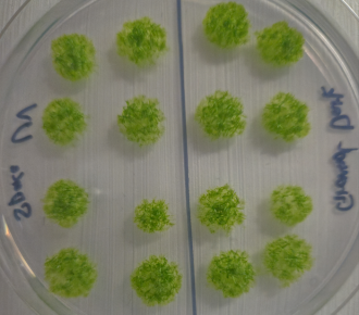 Moss could survive in space for up to 15 years, according to international researchers, who sent moss spore samples to the International Space Station, where they survived in the vacuum of space for nine months before returning to Earth. The samples had an 80% survival rate and were able to successfully germinate when they returned to the planet. The researchers analysed how well the moss survived with a computer model, which predicted that the spores could have survived for up to 5600 days - around 15 years. The team say that their results demonstrate the remarkable resilience of moss spores, and reveal the potential of terrestrial plants to endure extreme environments.