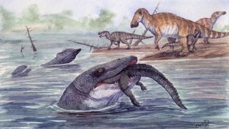 A 12-metre-long sea dwelling lizard-like reptile that lived alongside the dinosaurs may have been able to hunt in rivers, according to international researchers, who analysed a 66-million-year-old tooth from the USA, finding chemical signatures in the tooth that suggest it spent some time in freshwater. The tooth once belonged to a mosasaur, an extinct reptile with a bulky skull and powerful jaws known previously as an ocean predator at the time of the dinosaurs. The tooth was found in the Hell Creek Formation, which was once a rive-like area connected to an ancient sea known as the Western Interior Seaway. The authors suggest that mosasaurs may have been opportunistic predators similar to modern saltwater crocodiles, and may have entered the freshwater environments as salt levels in the Western Interior Seaway declined.