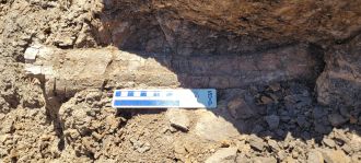 Photograph of an Edmontosaurus rib from the Hell creek locality