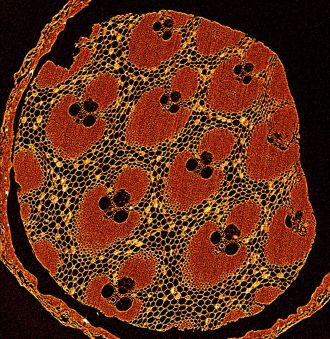 Compelling images of everyday items and intricate biological structures have revealed the capabilities of The University of Queensland’s industrial micro-CT scanner.Associate Professor Gary Cowin, National Imaging Facility Fellow at UQ’s Australian Institute for Bioengineering and Nanotechnology, said the 7-tonne scanner offers huge scope for use in research across both academia and industry.