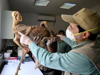 Examining the mummified cheetahs in the lab