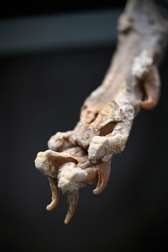 A mummified cheetah’s claws