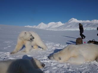 A juvenile polar bear receives a smaller dose of anaesthetic proportionate to it