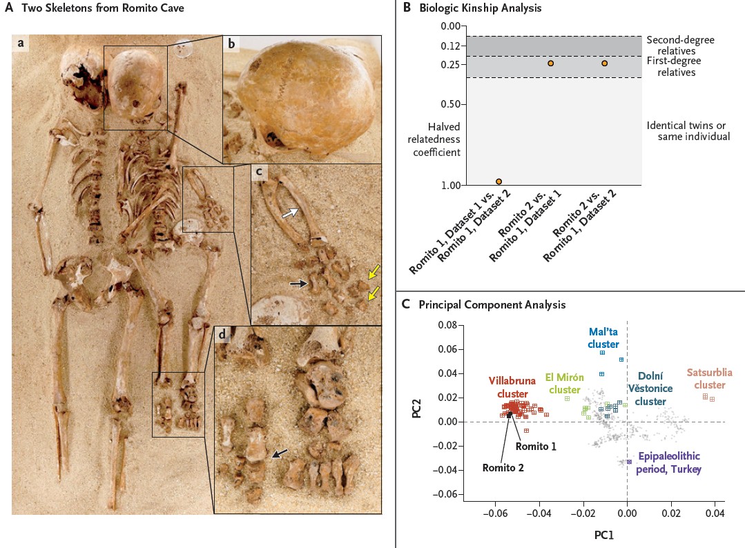 Story by Olivia Henry, Australian Science Media Centre | Image caption: Figure 1. Skeletal Remains, Biologic Kinship, and the Villabruna Cluster. CREDIT: Daly, et al. (2025)