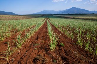 New research from UNSW Sydney could transform one of the world’s most pollution-heavy chemical industries, turning waste products into fertiliser while cleaning up waterways and cutting emissions.