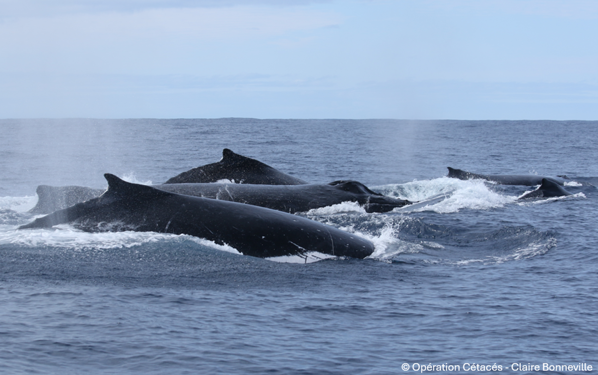  A group of male humpback whales. Photo credit: Opération Cétacés - Claire Bonneville.