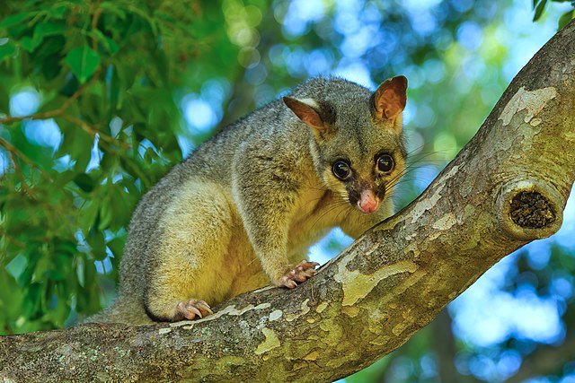 Andrew Mercer (www.baldwhiteguy.co.nz), CC BY-SA 4.0 <https://creativecommons.org/licenses/by-sa/4.0>, via Wikimedia Commons