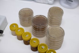 Experiment testing antimicrobial effectiveness of honey on bacteria