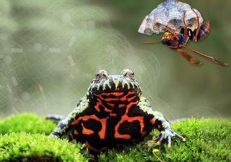 Certain species of wasps and frogs share a pain and inflammation peptide similar to one found in vertebrates to help defend against predators – a discovery researchers say contributes to a shifting view of how evolution works. Scientists at The University of Queensland’s Institute for Molecular Bioscience led an international study showing the peptide – known in vertebrates as bradykinin – evolved independently in animals that did not share any common ancestry.