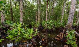 Carbon markets rewarding the recovery of degraded environments risk penalising long-term Indigenous stewardship, according to a coalition of experts writing in Nature Climate Change.