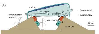 Diagram of nest model
