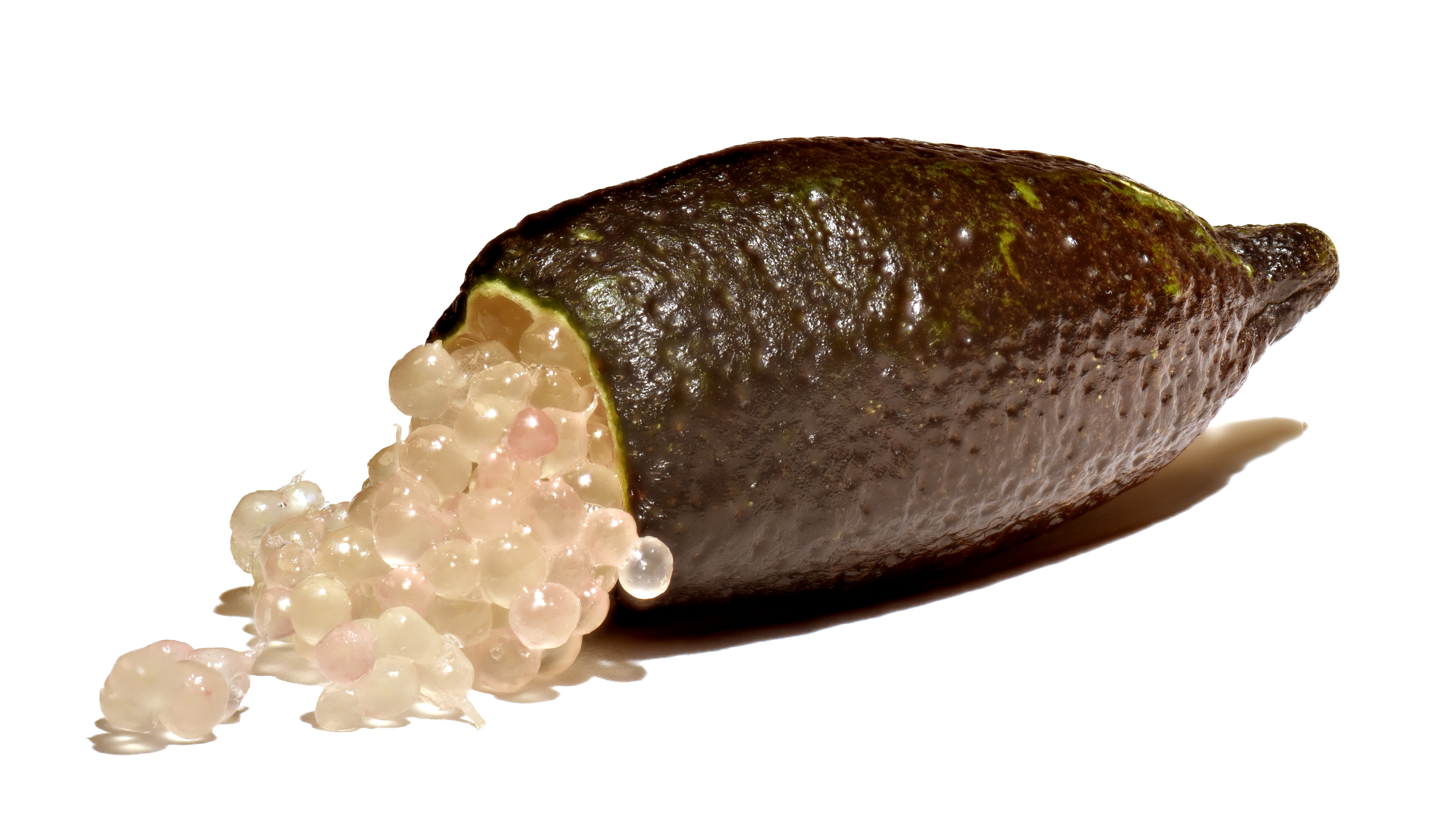 Citrus australasica, the Australian finger lime or caviar lime. Credit: Amada44 - Own work, CC BY-SA 3.0, https://commons.wikimedia.org/w/index.php?curid=74818250 https://creativecommons.org/licenses/by-sa/3.0/deed.en