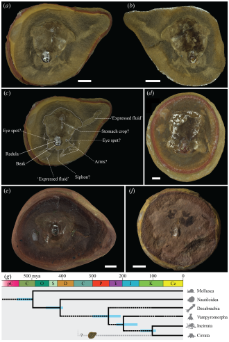 Fossils and soft tissue anatomy of Pohlsepia mazonensis & cf. Paleocadmus sp.