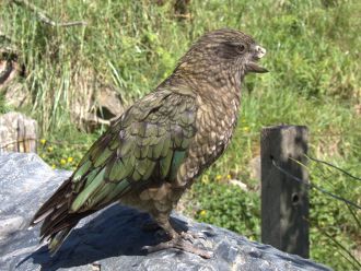 Kea 2