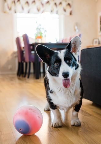 A dog playing
