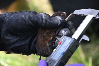 Ecologist measuring bat 