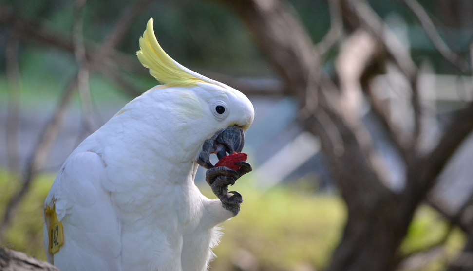 A sulphur-crested cockatoo eating a red-coloured almond. Credit: Julia Penndorf (CC-BY 4.0, https://creativecommons.org/licenses/by/4.0/)