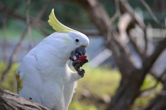 Sulphur-crested cockatoo eating a red-coloured almond