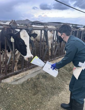 Sampling the exhaled breath from cows on a dairy farm in California