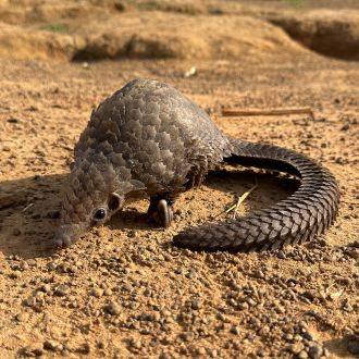 White-bellied pangolin displayed by a local vendor
