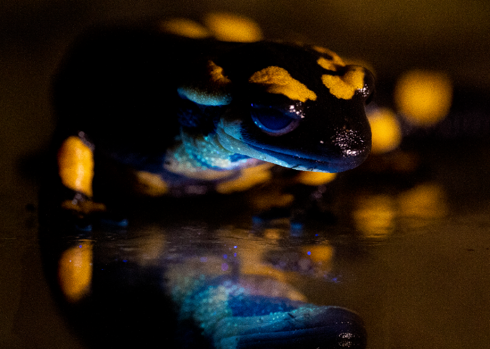 Salamander glow - Glandular biofluorescence in fire salamanders (Salamandra salamandra): first evidence and ecological implications. Royal Society Open Science