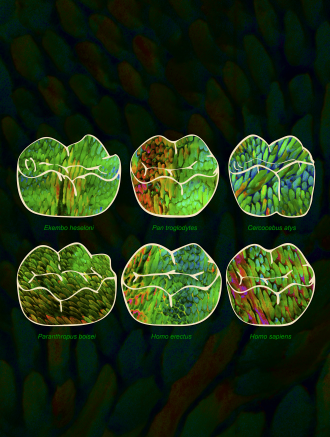 The enamel crystal nanostructure from six species