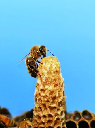 An artistic rendering illustrating the honey bee queen cell with worker bees