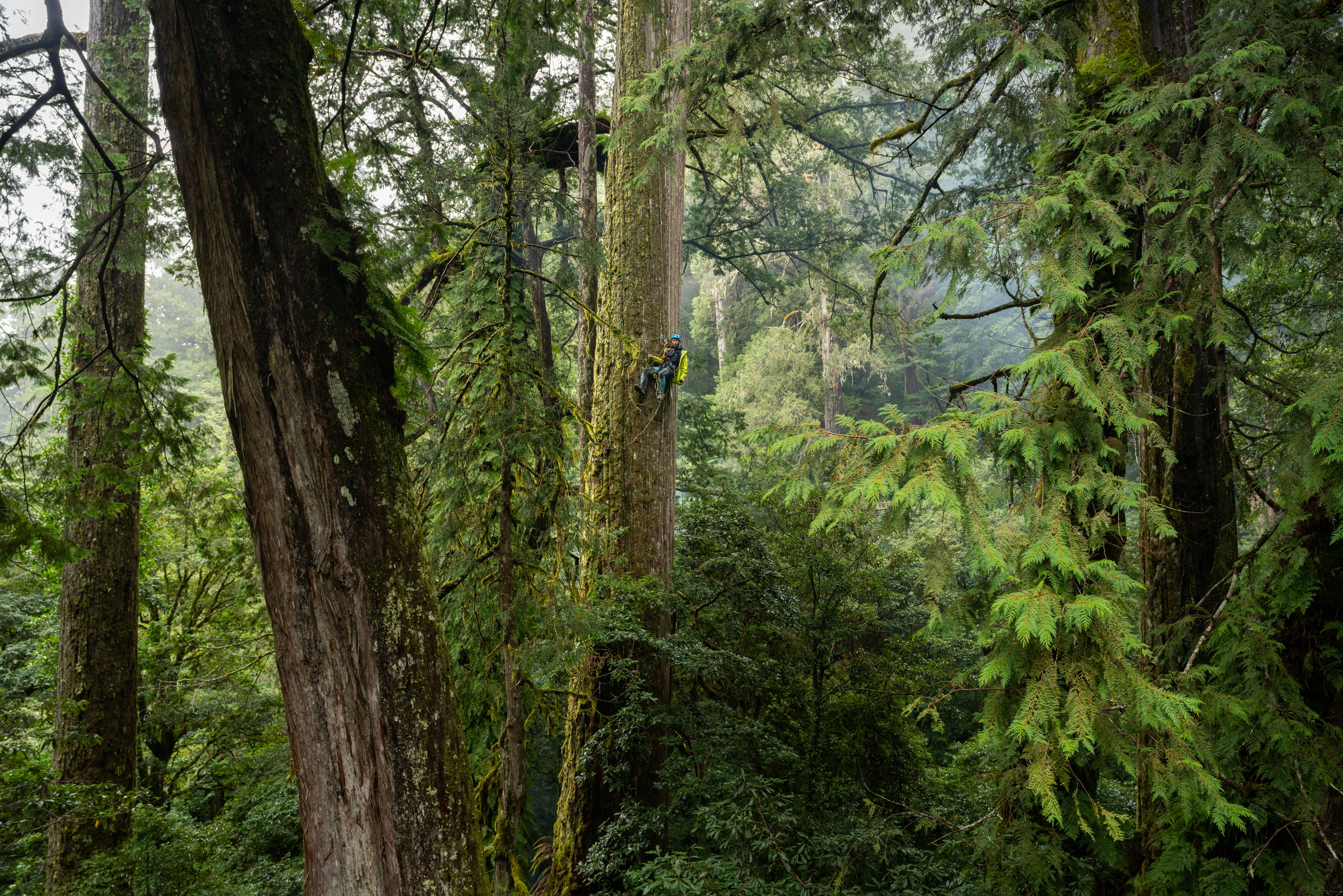 The Tree Projects Taiwan 2022