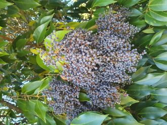 Tree privet fruits