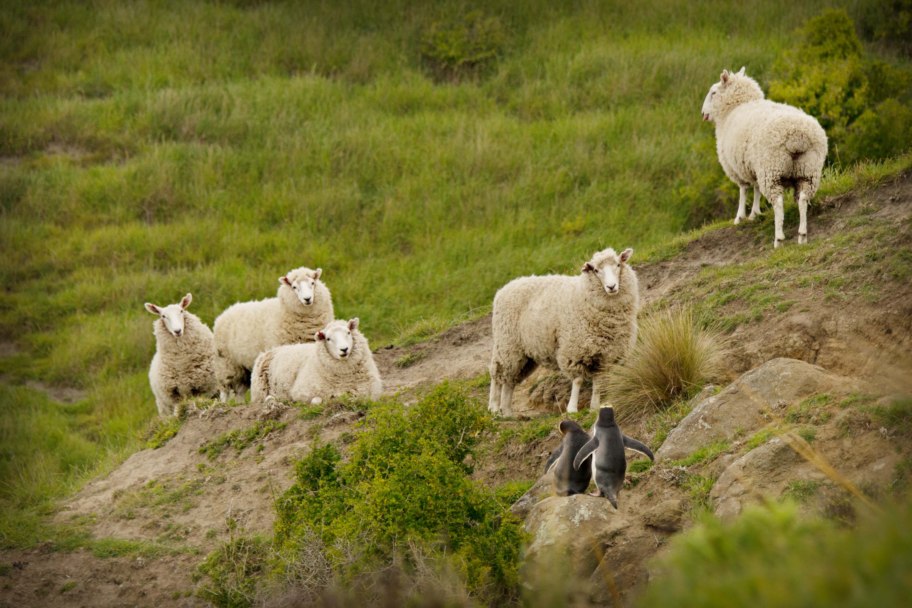 Ovine wildlife tour - sheep gazing at a hoiho pair. Photo credit Hiltrun Ratz.
