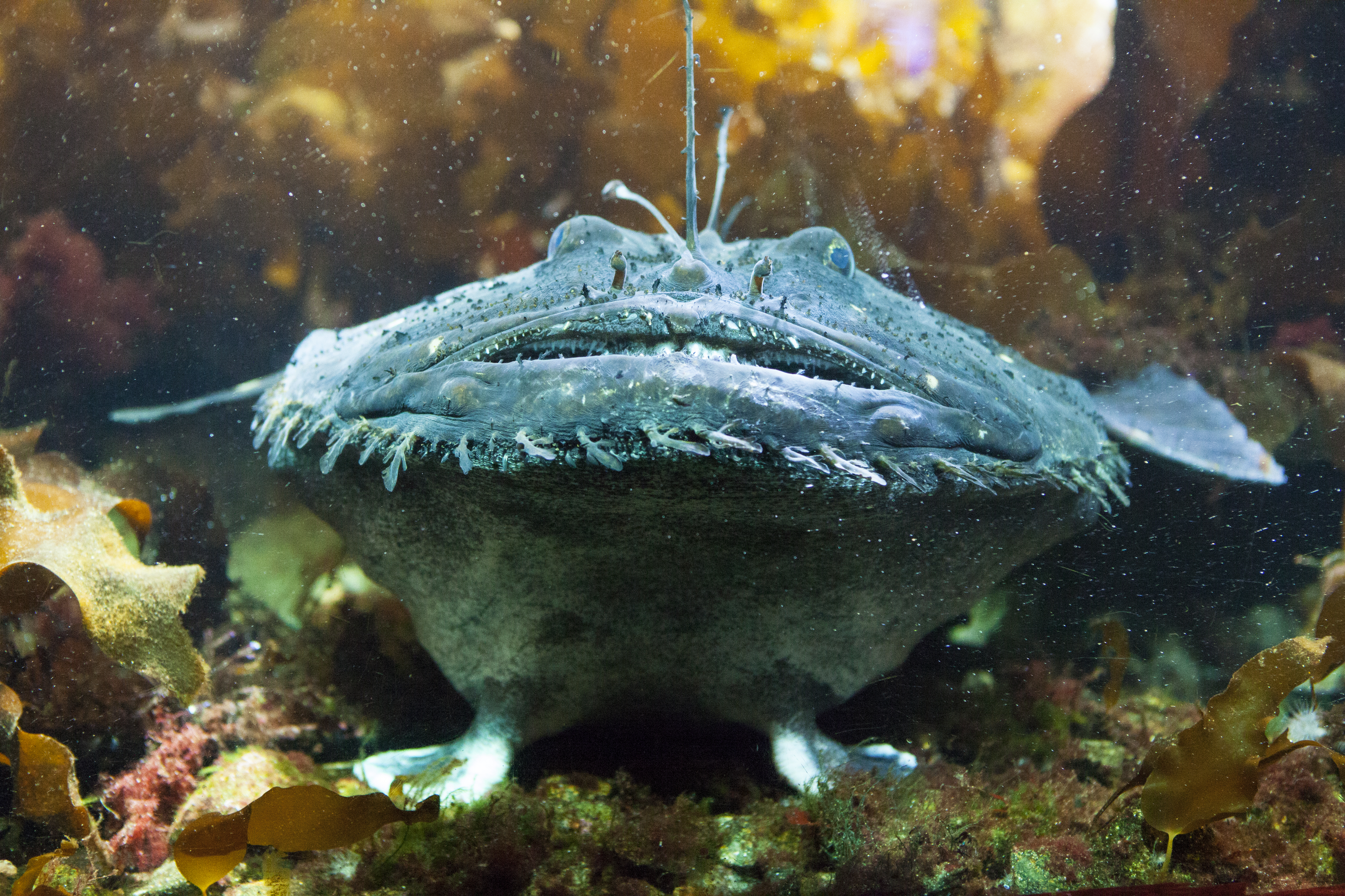 By Olga1969 - Own work, CC BY 4.0, https://commons.wikimedia.org/w/index.php?curid=64774768