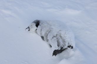 The corpse of an emperor penguin chick on Coulman Island. 