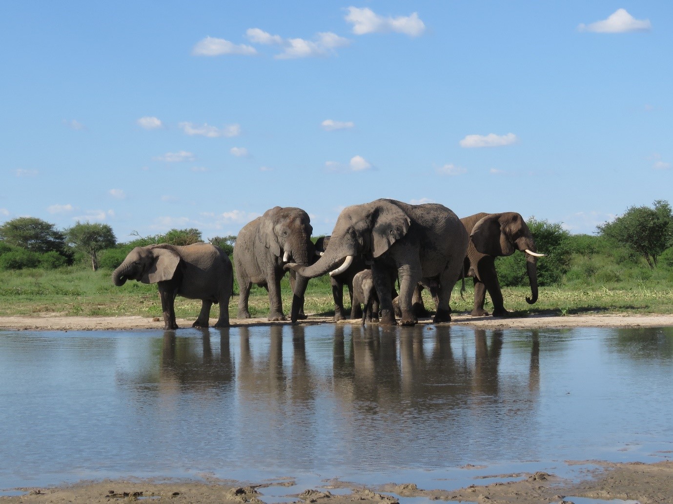 Rewilded elephants on !Khamab Kalahari Reserve, who were observed during this research project (from left to right: Ngwedi, Mana, Michael, and Chikwenya). Credit: Elephant Reintegration Trust, CC-BY 4.0 (https://creativecommons.org/licenses/by/4.0/)