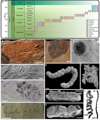 samples of coprolites