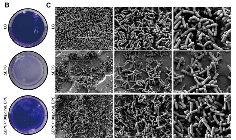 Figure 4. EPS mediates the anti-senescence effects of L. gasseri. CREDIT: Li et al,. 2026