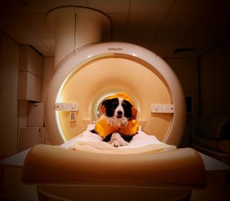 Dog getting an fMRI